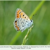 lycaena thersamon daghestan male 1